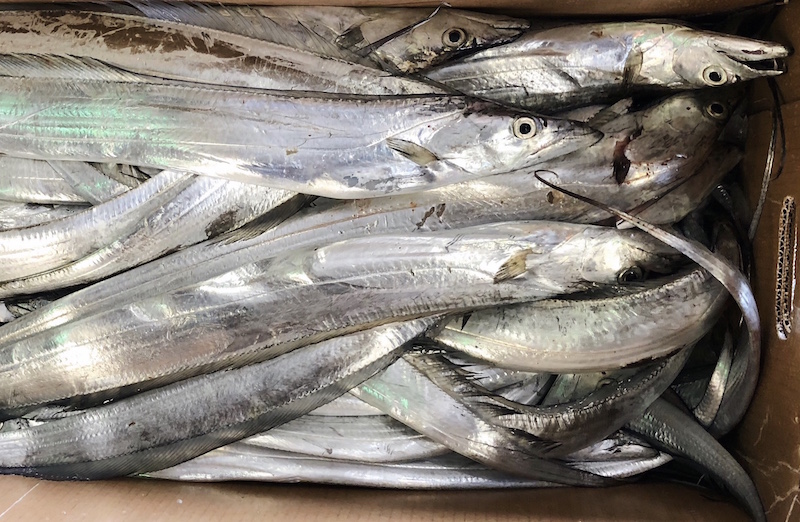 GREENLINE MARINE EXPORTS